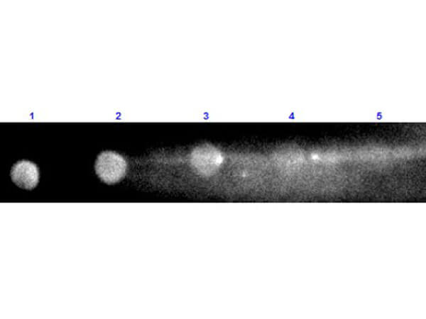 Goat anti-Rabbit IgG Fc Secondary Antibody [Rhodamine] (Pre-adsorbed)