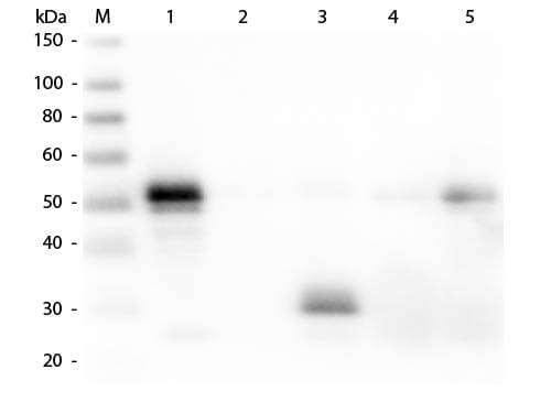 Donkey anti-Rabbit IgG Fc Secondary Antibody [Biotin]