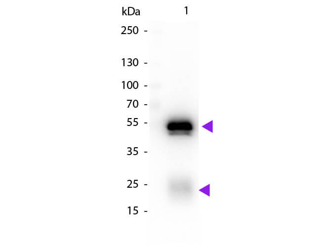 Chicken anti-Rabbit IgG (H+L) Secondary Antibody [Biotin]