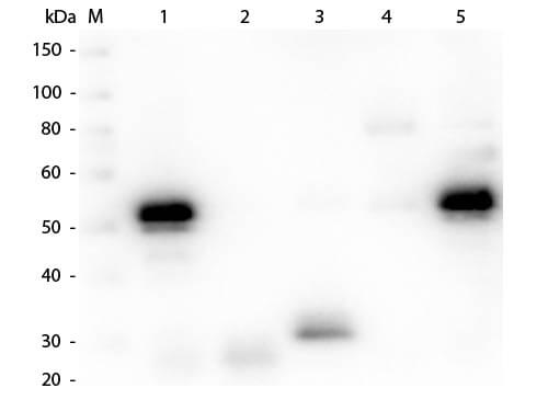 Chicken anti-Rabbit IgG (H+L) Secondary Antibody [Texas Red]