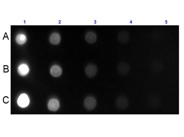 Goat anti-Mouse IgA/IgG/IgM (H+L) Secondary Antibody [FITC]
