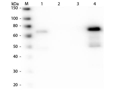 Goat anti-Chicken IgM Heavy Chain Secondary Antibody [Rhodamine]