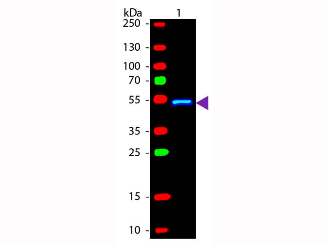 Rabbit anti-Mouse IgG1 Heavy Chain Secondary Antibody [FITC]