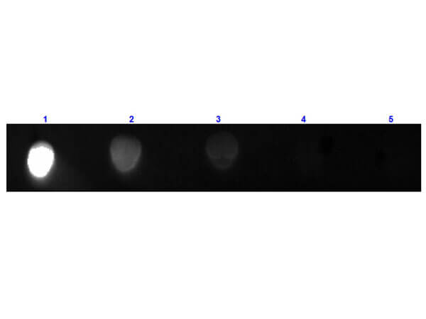 Rabbit anti-Mouse IgG2a Heavy Chain Secondary Antibody [FITC]