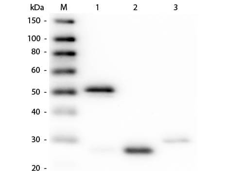 Guinea Pig anti-Rabbit IgG (H+L) Secondary Antibody [FITC] (Pre-adsorbed)