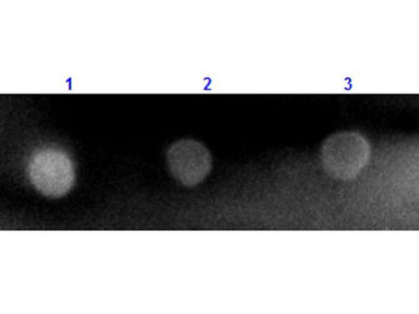 Mouse anti-Rabbit IgG (H+L) Secondary Antibody [Rhodamine] (Pre-adsorbed)
