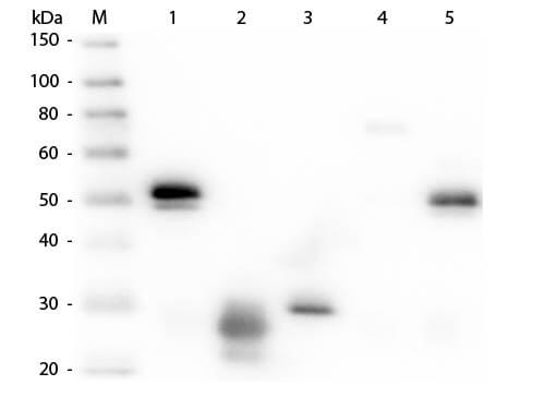 Rat anti-Rabbit IgG (H+L) Secondary Antibody [Texas Red] (Pre-adsorbed)