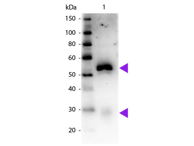 Mouse anti-Rabbit IgG (H+L) Secondary Antibody [HRP] (Pre-adsorbed)