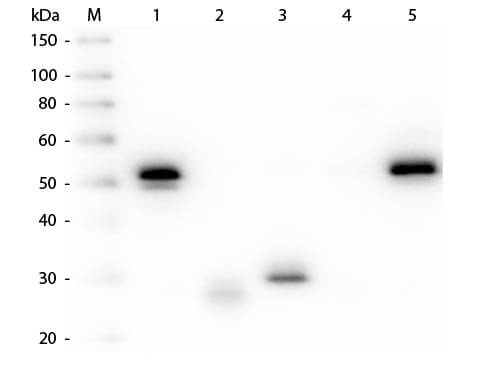 Mouse anti-Rabbit IgG (H+L) Secondary Antibody [HRP] (Pre-adsorbed)