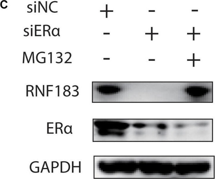 RNF183 Antibody - BSA Free