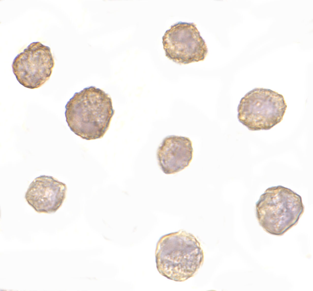 Bim Antibody (1C2H4) - BSA Free