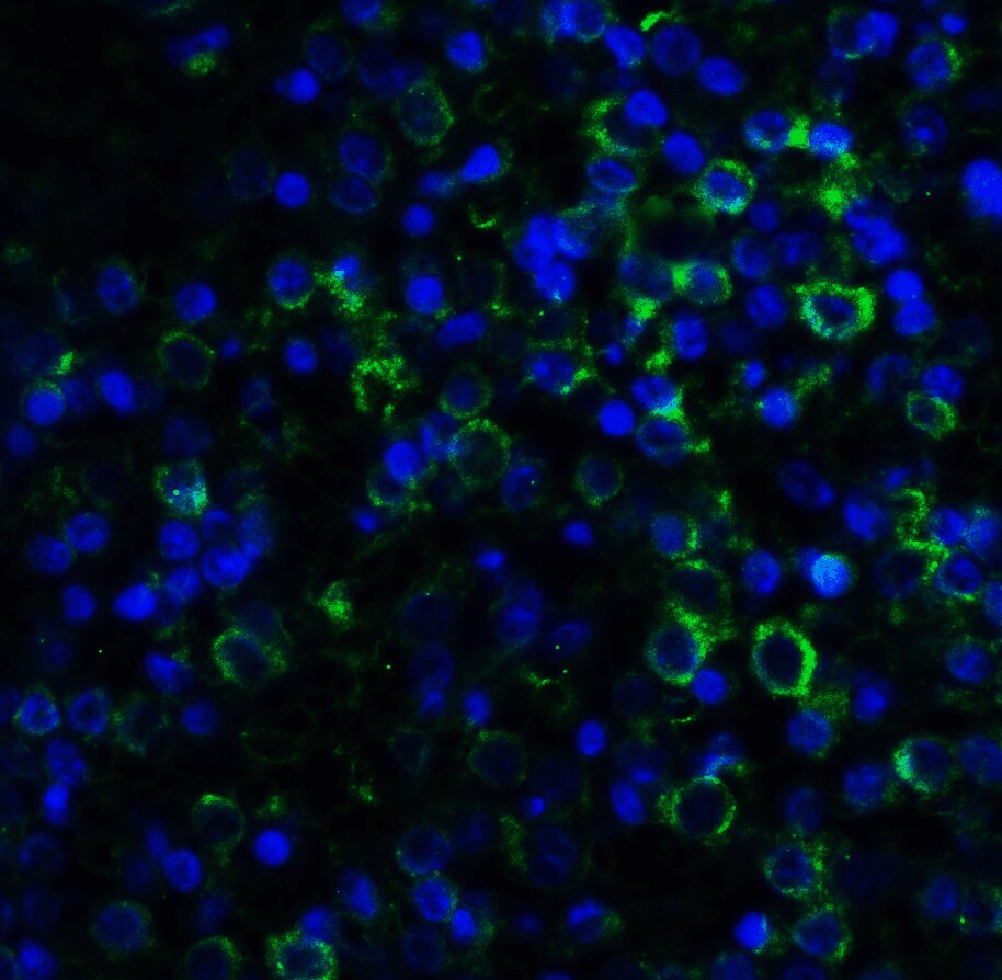 MD-2 Antibody (1A2E3) - BSA Free