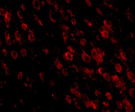 PD-1 Antibody (7A11B1) - BSA Free