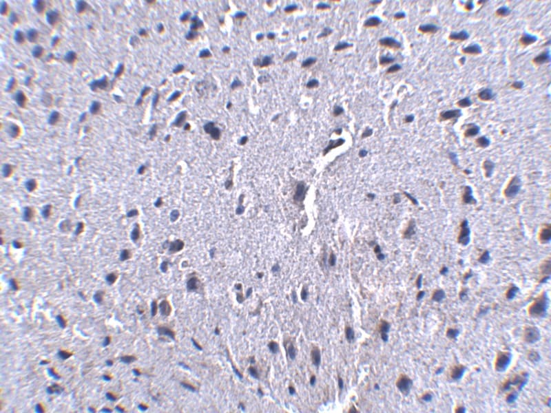 PD-1 Antibody (7A11B1) - BSA Free