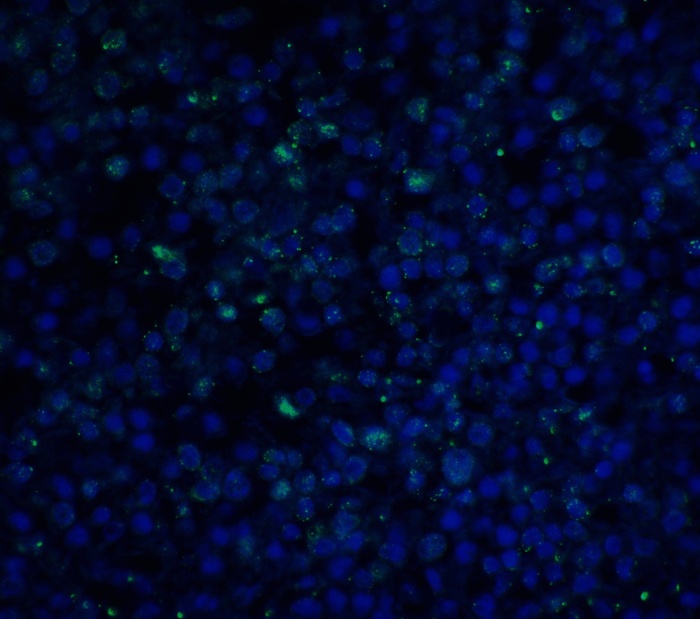 PD-1 Antibody (7A11B1) - BSA Free