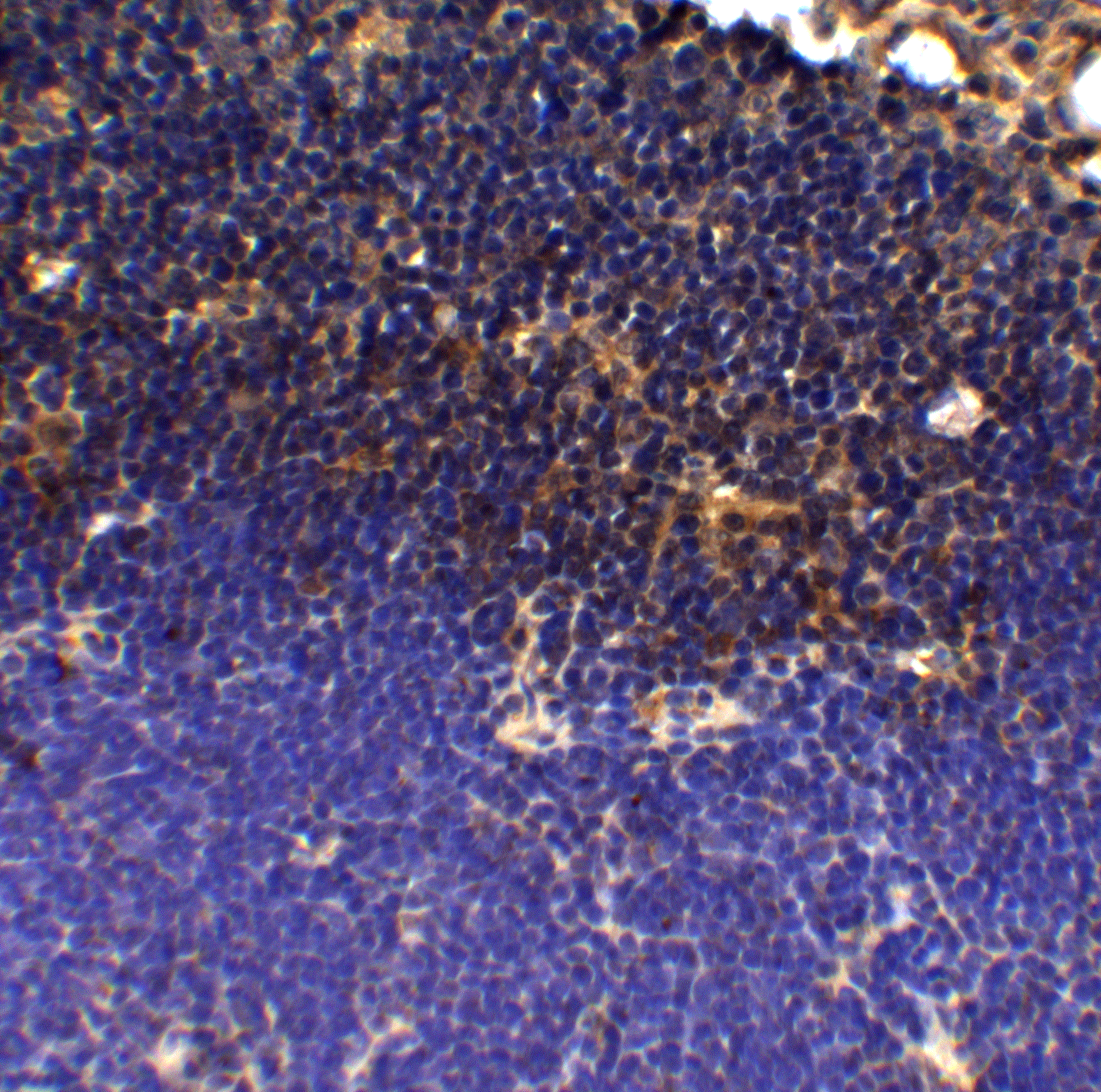 PD-1 Antibody (12A7D7) - BSA Free