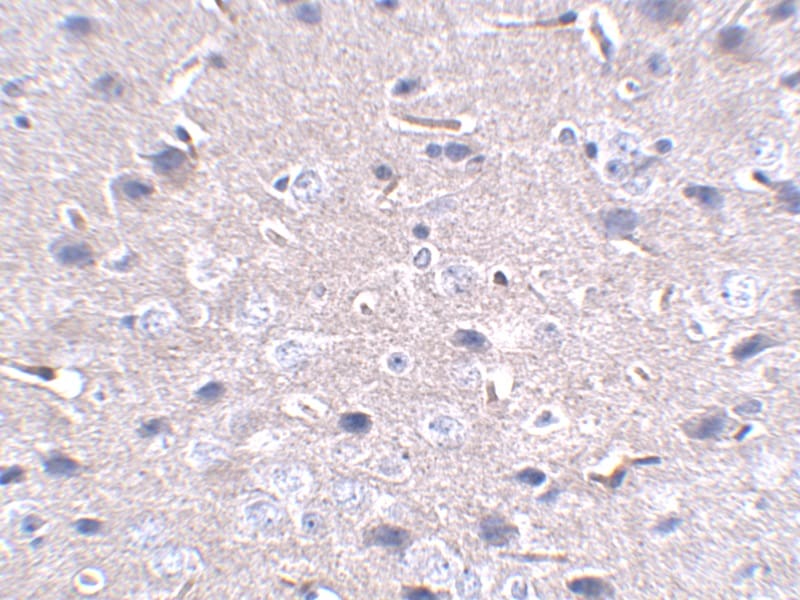 PD-1 Antibody (12A7D7) - BSA Free