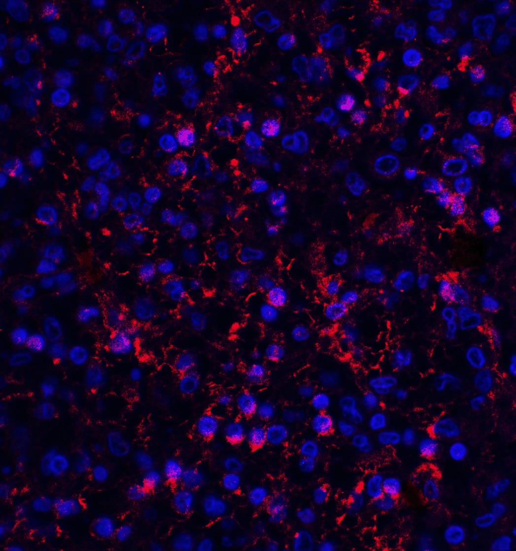 Orai1 Antibody (3F6H5) - BSA Free