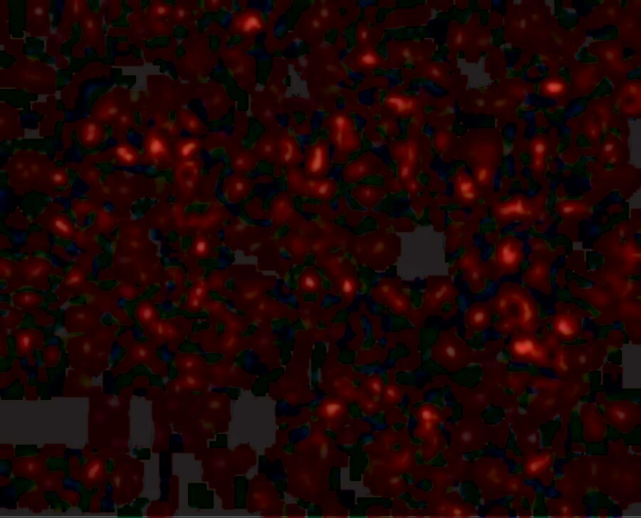 Orai1 Antibody (6D11A11) - BSA Free