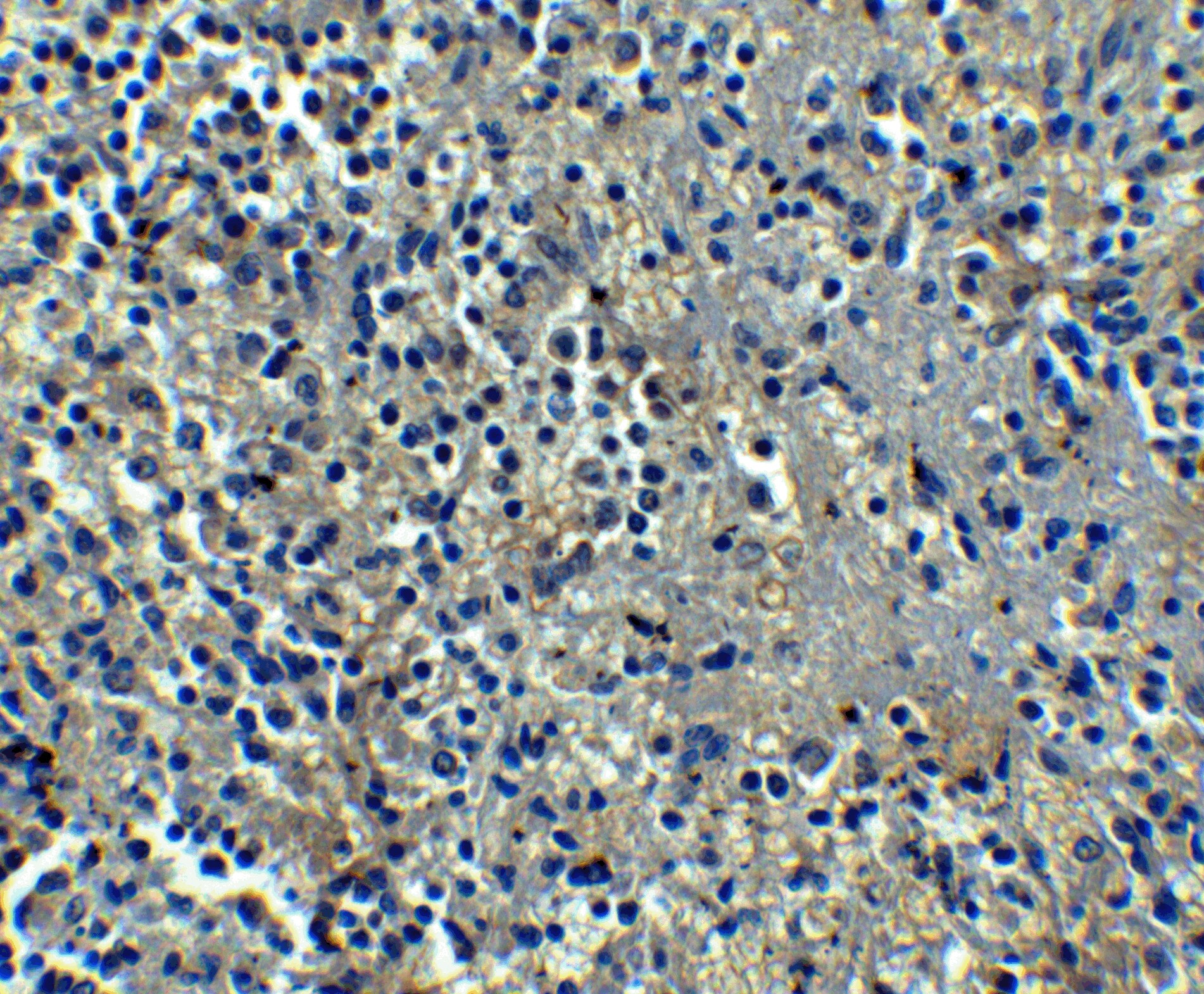 Orai1 Antibody (6D11A11) - BSA Free