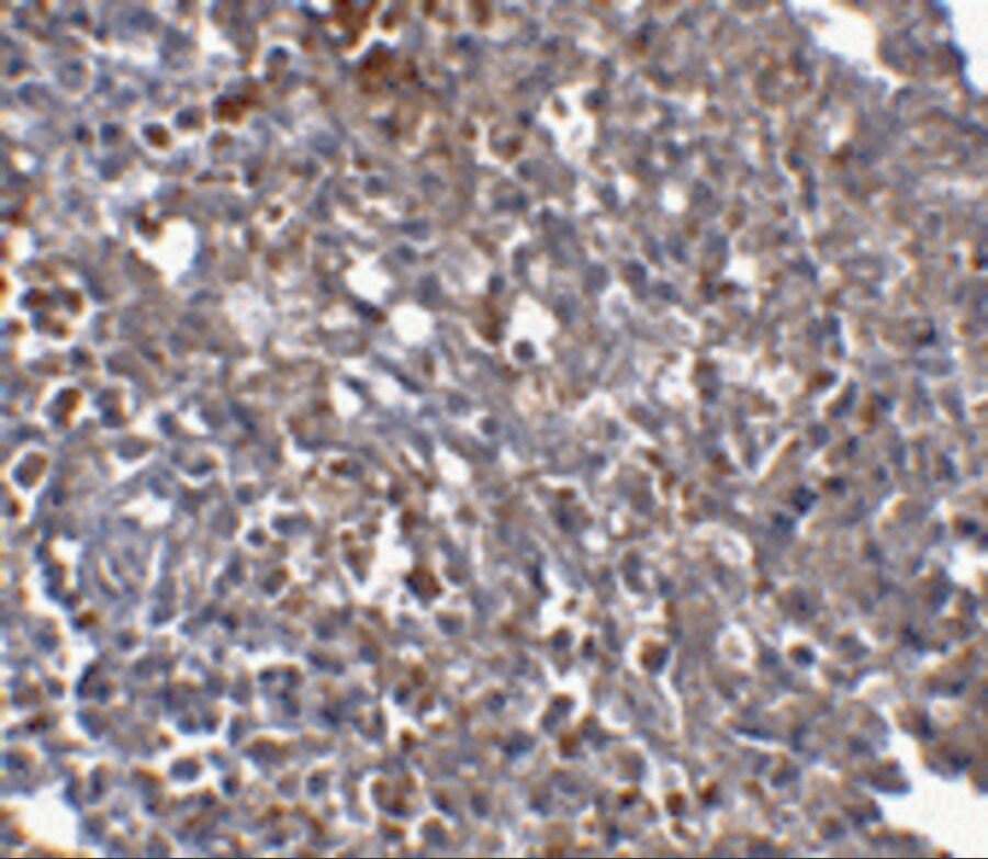 Orai1 Antibody (6D11A11) - BSA Free