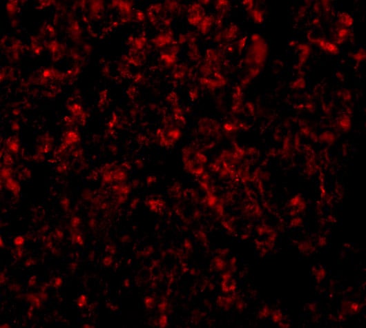 GOLPH3 Antibody - BSA Free