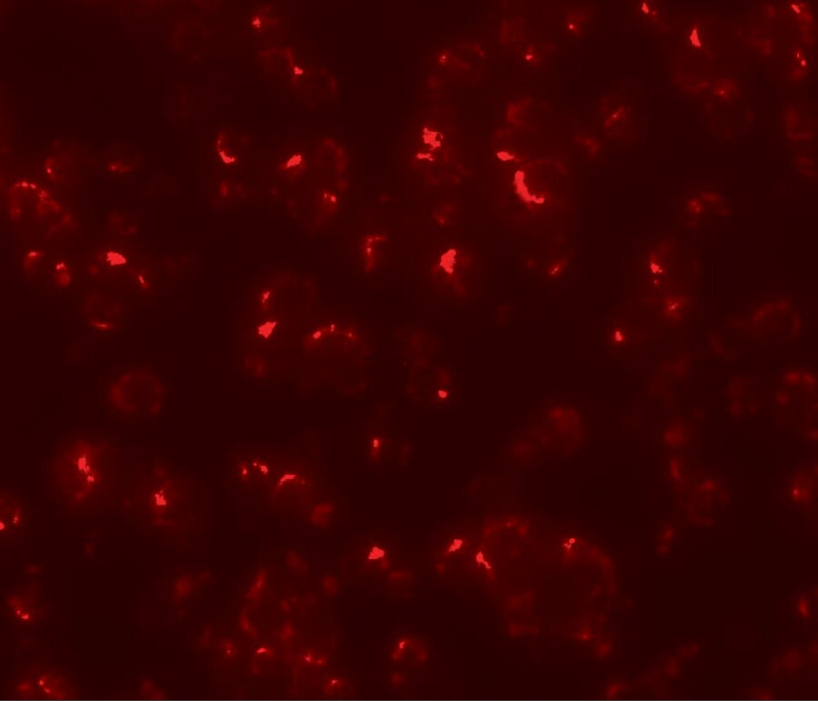 OCIAD1 Antibody - BSA Free