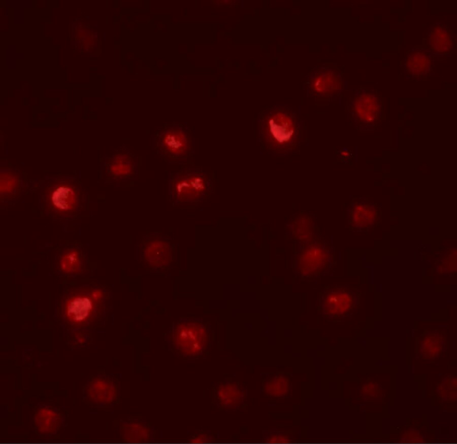PDP1/PPAPDC2 Antibody - BSA Free