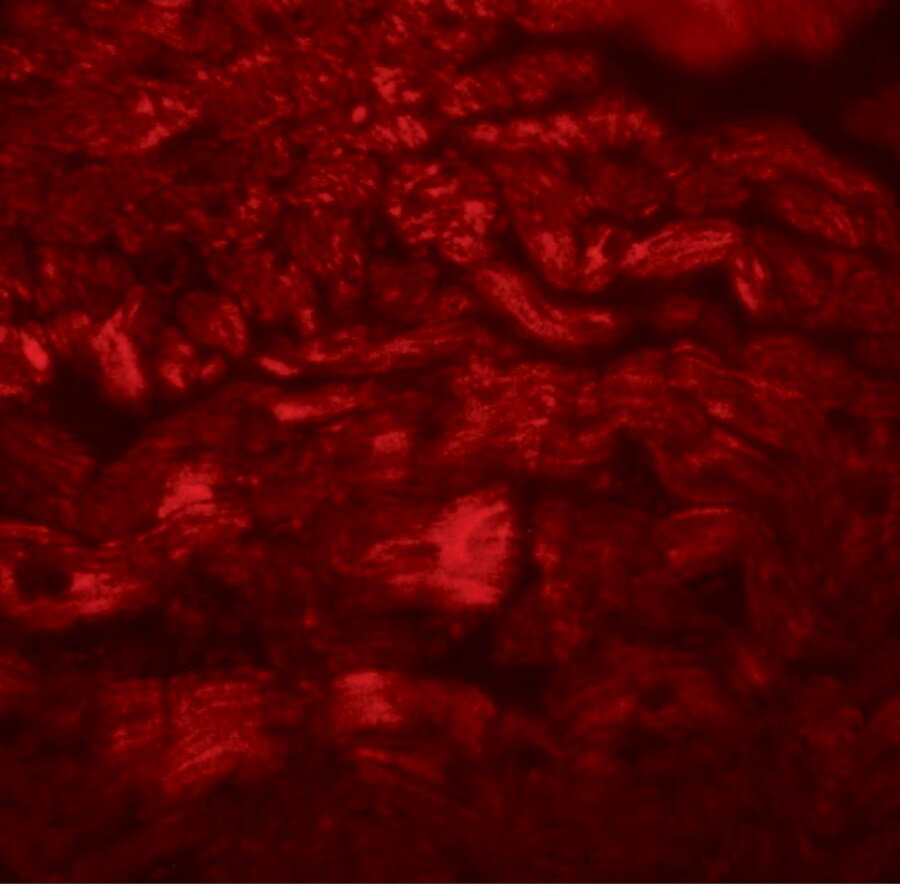 PPAPDC3 Antibody - BSA Free