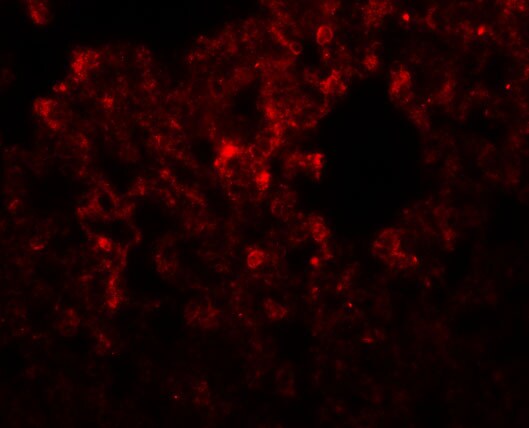 RHBDD3 Antibody - BSA Free
