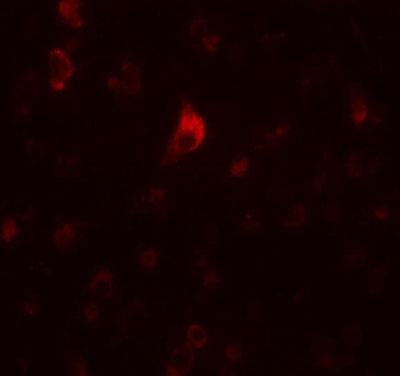 PICALM Antibody - BSA Free