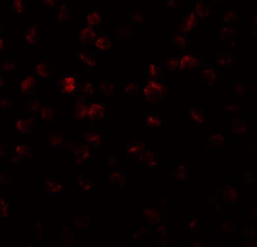 Apc11 Antibody - BSA Free
