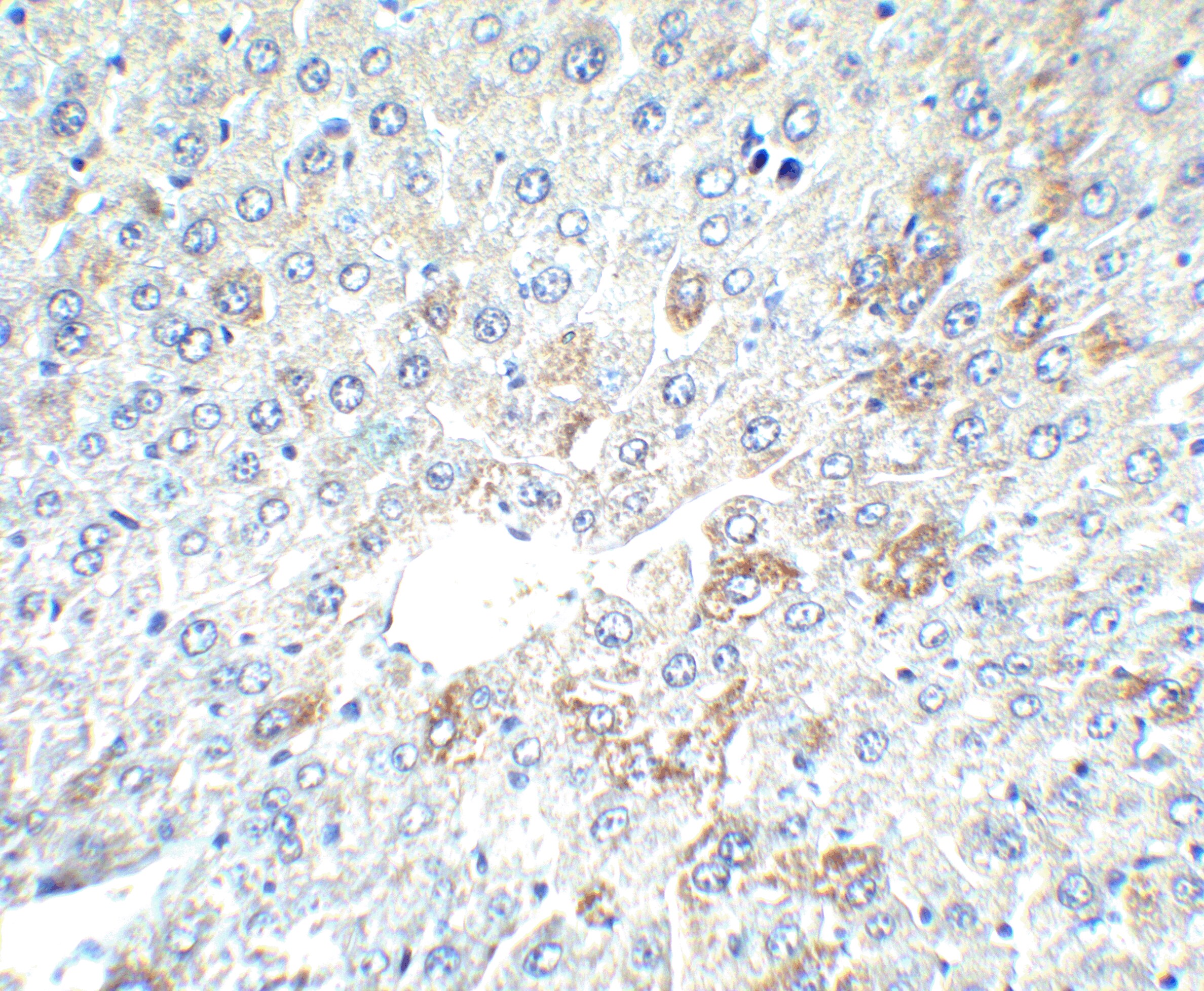 alpha-Fetoprotein/AFP Antibody - BSA Free