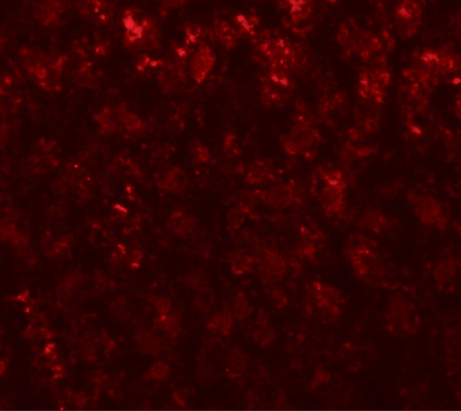 alpha-Fetoprotein/AFP Antibody - BSA Free