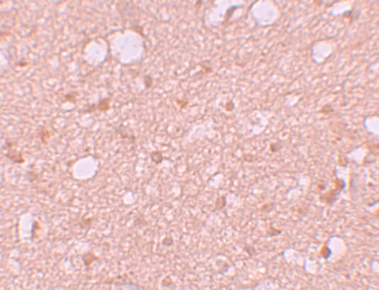 Solo Antibody - BSA Free
