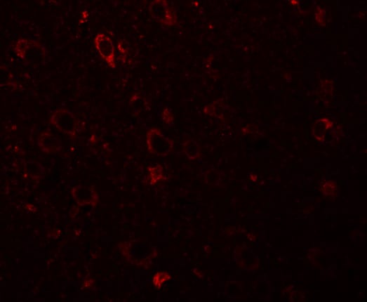 Solo Antibody - BSA Free