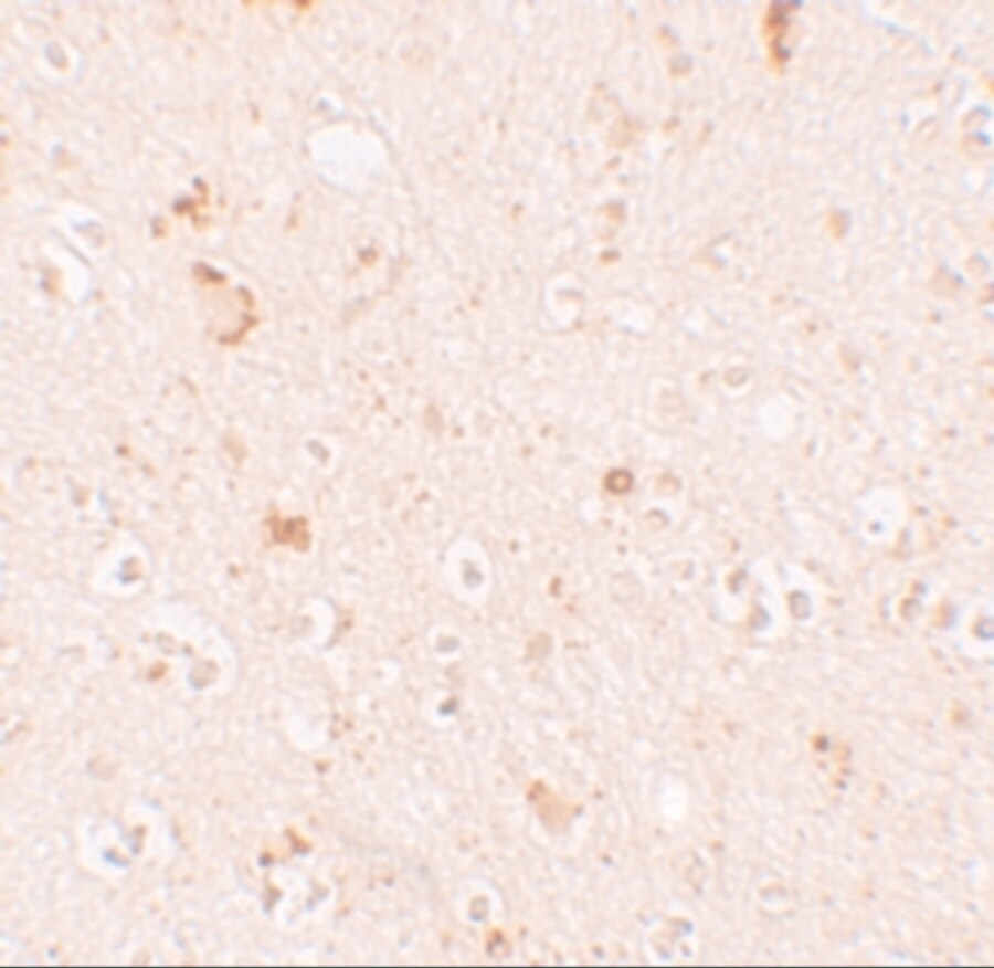 SH3RF2 Antibody - BSA Free