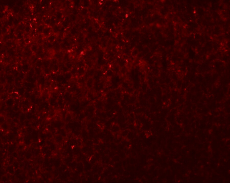 NLRX1 Antibody - BSA Free