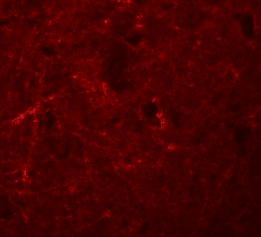 NLRP7 Antibody - BSA Free