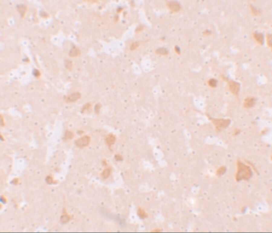 NLRP7 Antibody - BSA Free