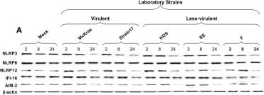NALP12 Antibody - BSA Free