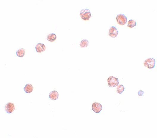 NLRP13 Antibody - BSA Free