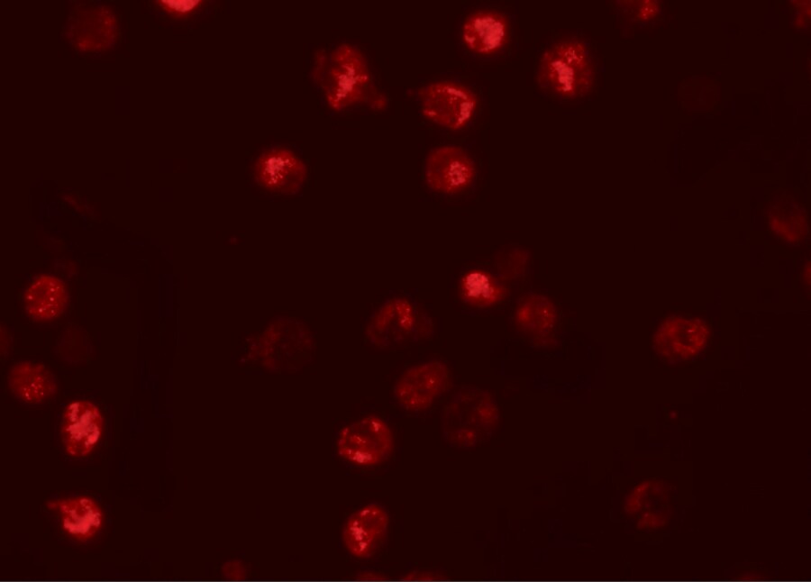 NLRP13 Antibody - BSA Free