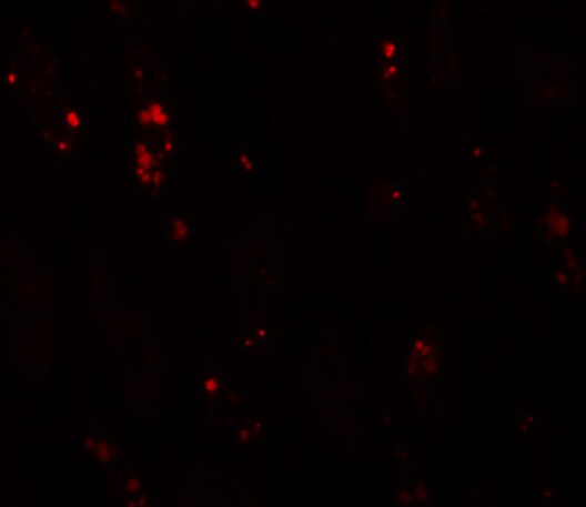 BANP Antibody - BSA Free