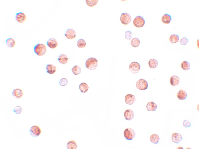 Importin alpha 5/KPNA1/SRP1 Antibody - BSA Free