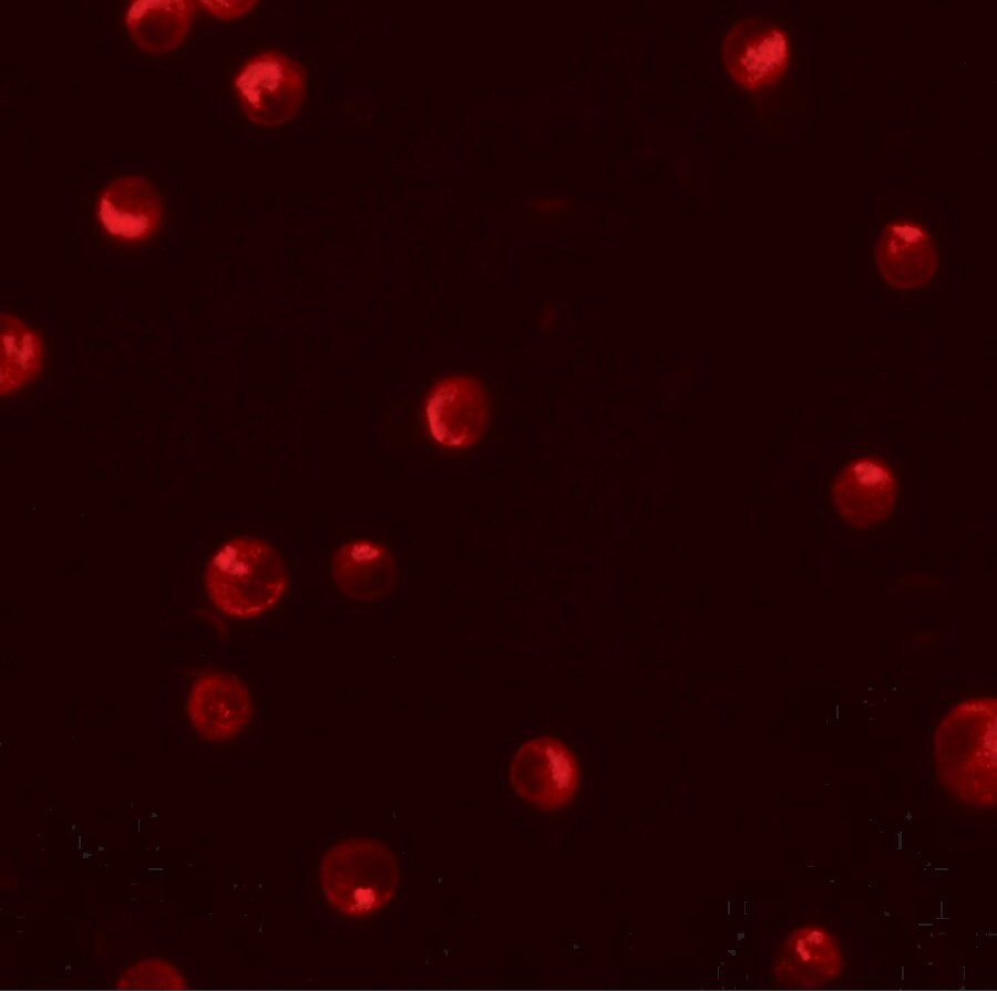 Importin alpha 5/KPNA1/SRP1 Antibody - BSA Free