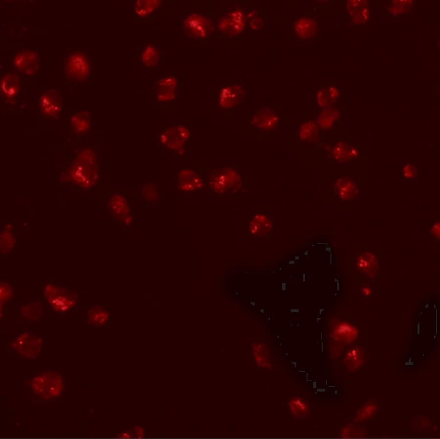 KPNA3 Antibody - BSA Free