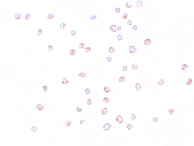KPNA3 Antibody - BSA Free
