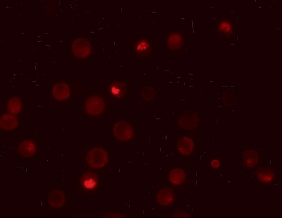 Importin alpha 3/KPNA4 Antibody - BSA Free