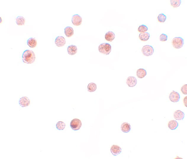 Importin alpha 3/KPNA4 Antibody - BSA Free
